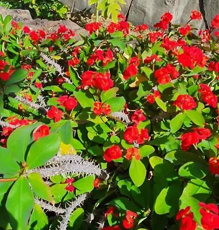 Casas Carmen - Adults Only