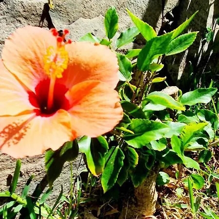 Casas Carmen - Adults Only بلايا ديل إنغلز