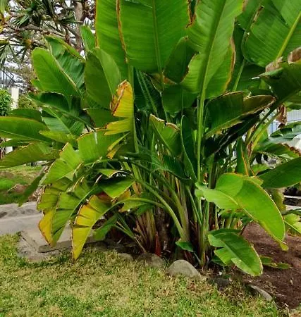 Casas Carmen - Adults Only شقة بلايا ديل إنغلز