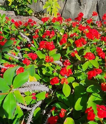 Bull Boutique Casas Carmen (Adults Only)