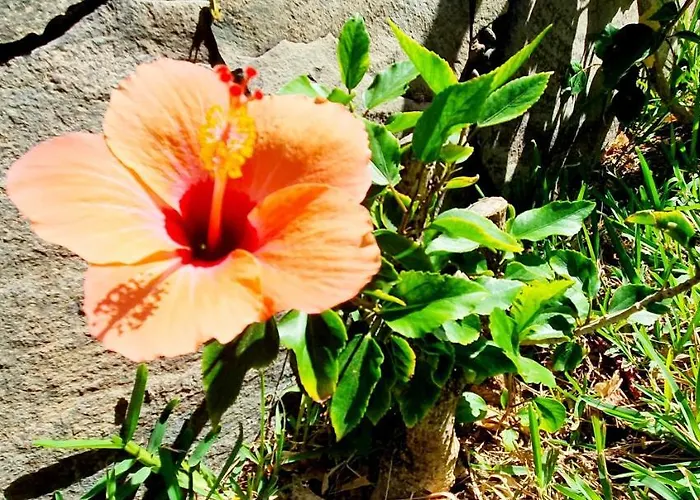 Bull Boutique Casas Carmen (Adults Only) 플라야 델 잉글스